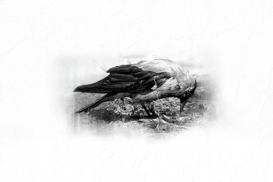 Crow... by Aleksandrs Drozdovs Crow... by Aleksandrs Drozdovs