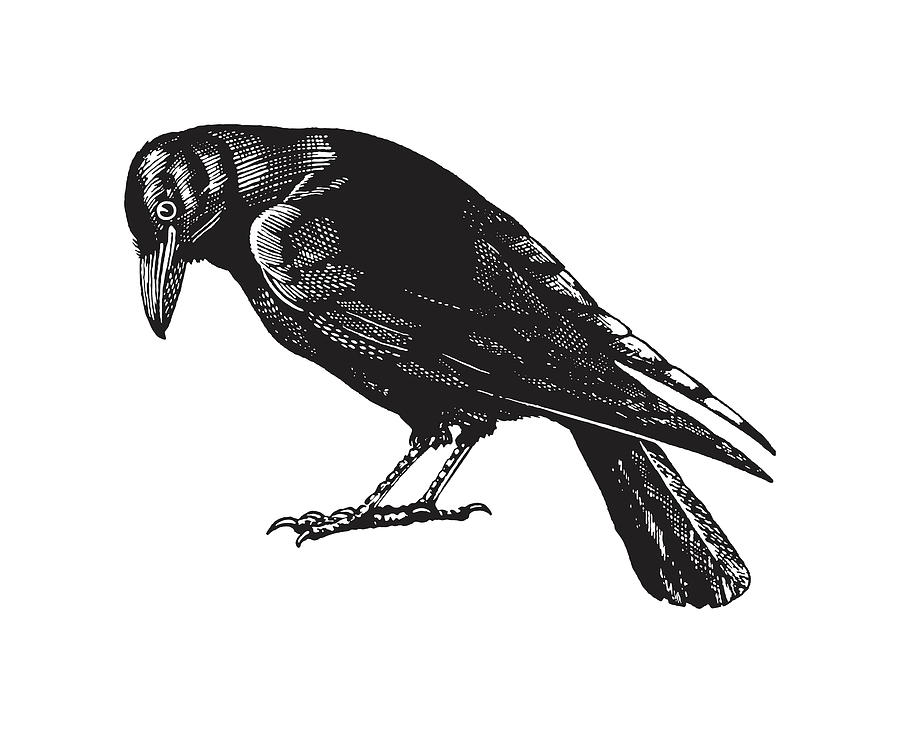Black And White Drawing - Crow #1 by CSA Images
