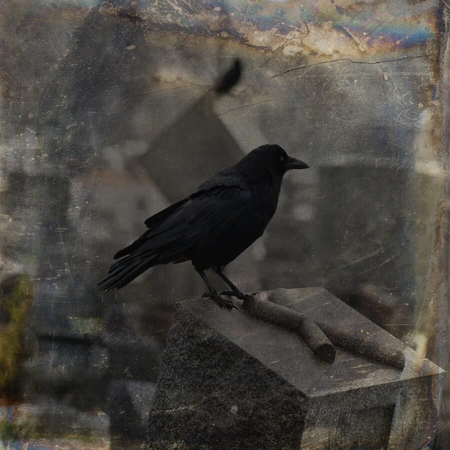 Crow In The Darkness #1 Photograph by Gothicrow Images - Pixels