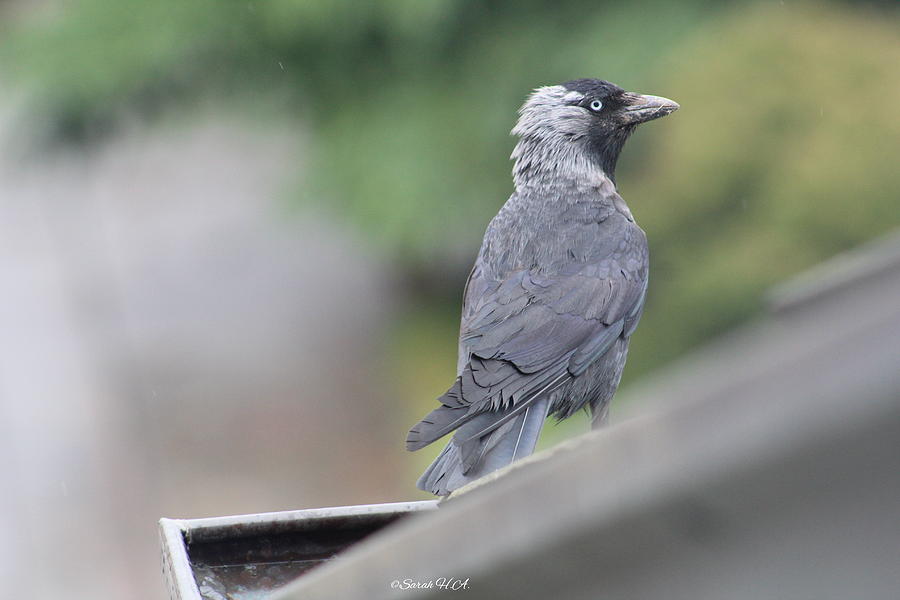 Crow #1 Photograph by Sarah Helmy Aly - Fine Art America