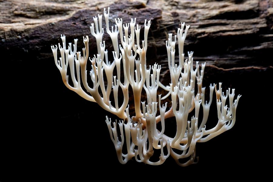 Mushroom Photograph - Crown-tipped Coral Fungus Or Crown #1 by Bill Gozansky