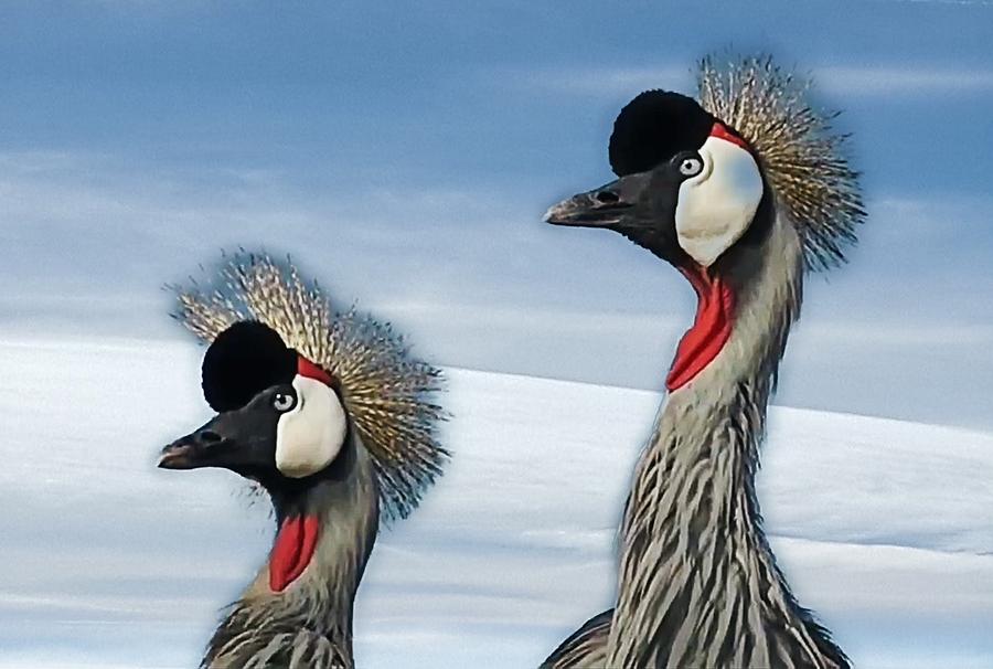 Crowned Crane #1 Photograph by Gini Moore