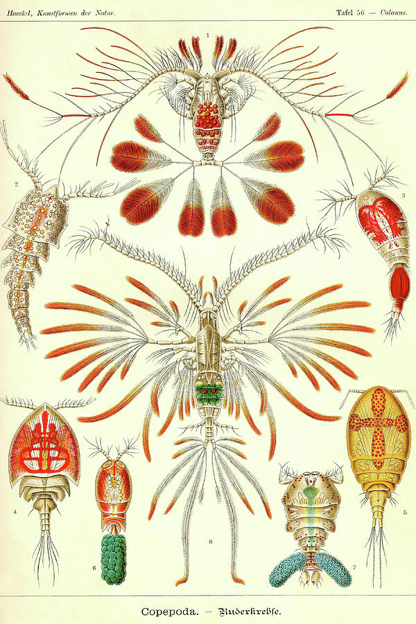 Nature Painting - Crustaceans #1 by Ernst  Haekel
