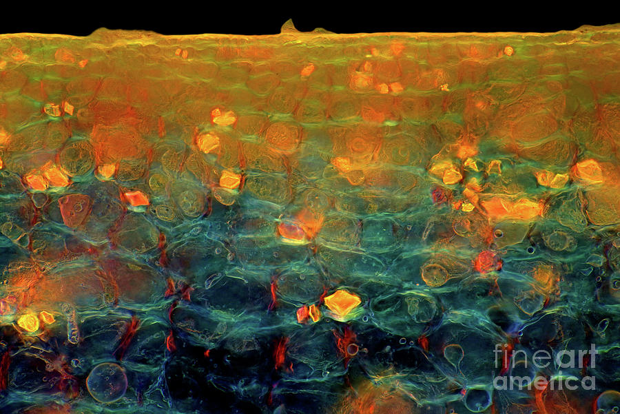 Crystals In Lemon Fruit Peel #1 Photograph by Science Photo Library Crystals In Lemon Fruit Peel #1 Photograph by Science Photo Library