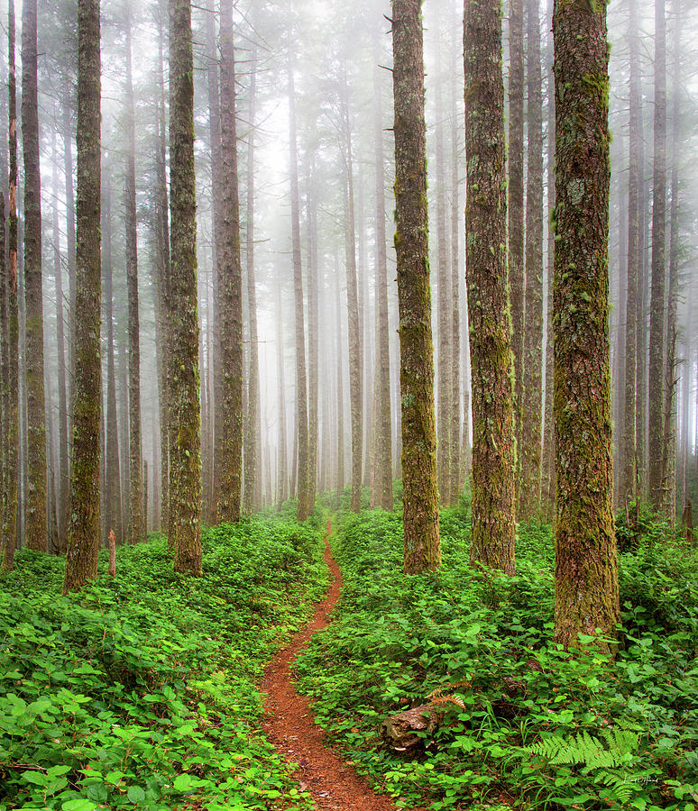 Nature Photograph - Cummins Wilderness Trail #1 by Leland D Howard