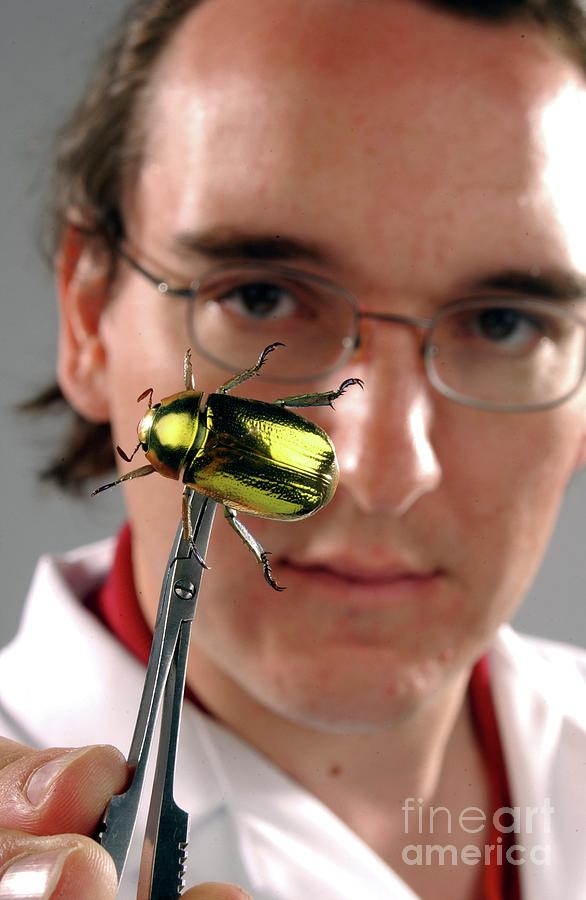 Nature Photograph - Curator With Beetle Specimen #1 by Natural History Museum, London/science Photo Library