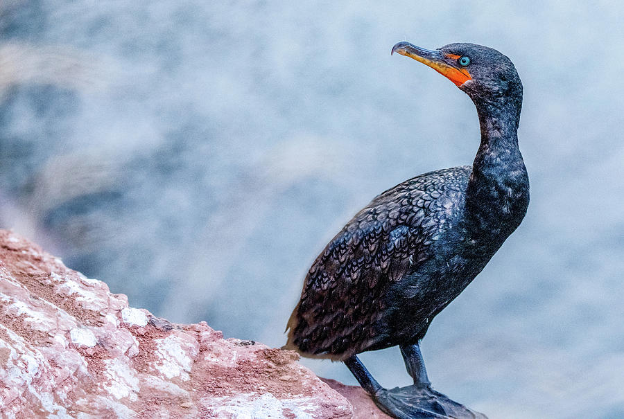Curious Cormorant #2 Photograph by Marcy Wielfaert