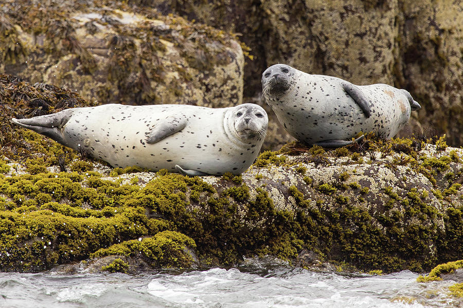 Curious Grey Seals #1 Photograph by Stefan Mazzola