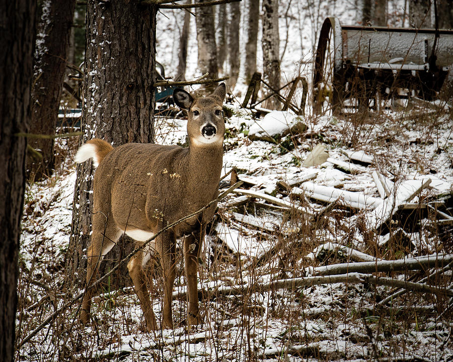 Curious Whitetail #1 Photograph by William Christiansen