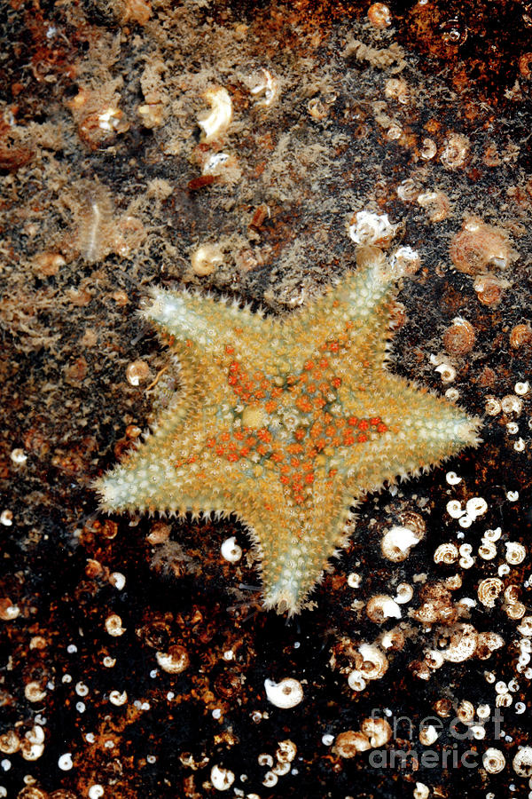 Wildlife Photograph - Cushion Starfish #1 by Dr Keith Wheeler/science Photo Library