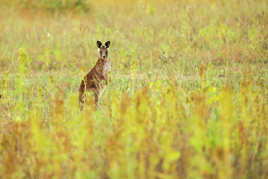 Cute Australian Kangaroo by Rob D Imagery Cute Australian Kangaroo by Rob D Imagery
