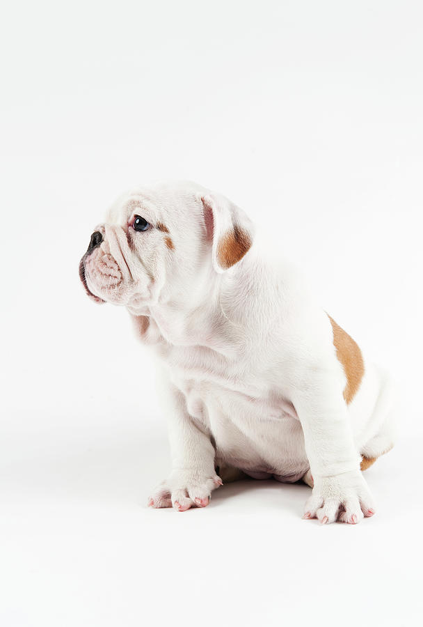 Cute Bulldog Puppy On White Background Photograph by Peter M. Fisher