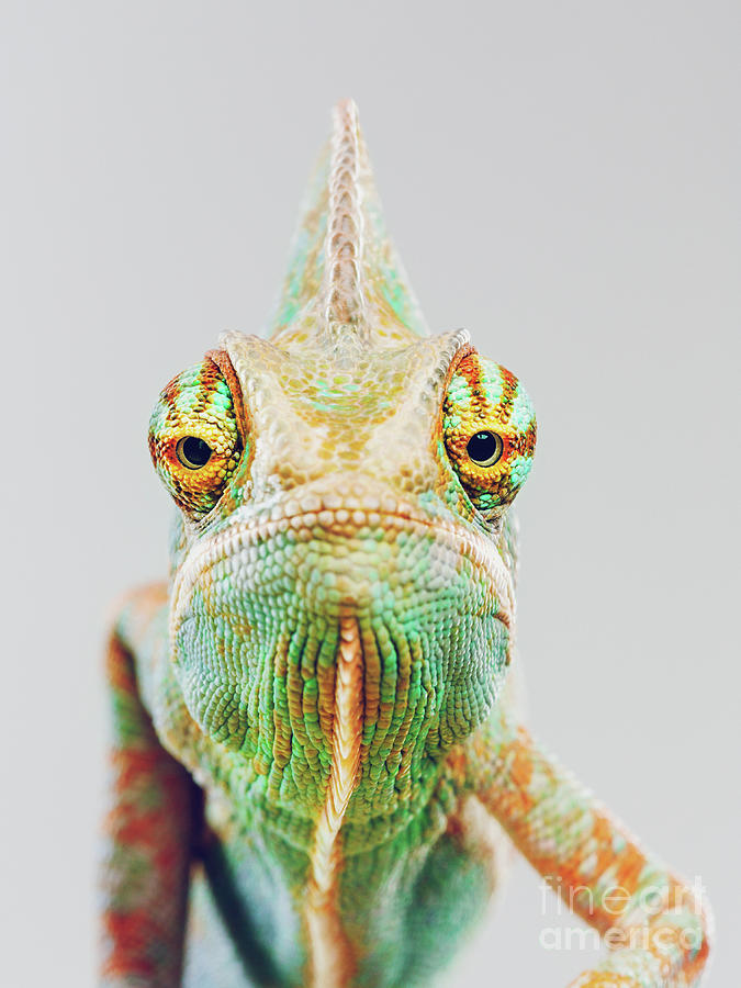 Cute Chameleon Looking At Camera #1 Photograph by Sensorspot