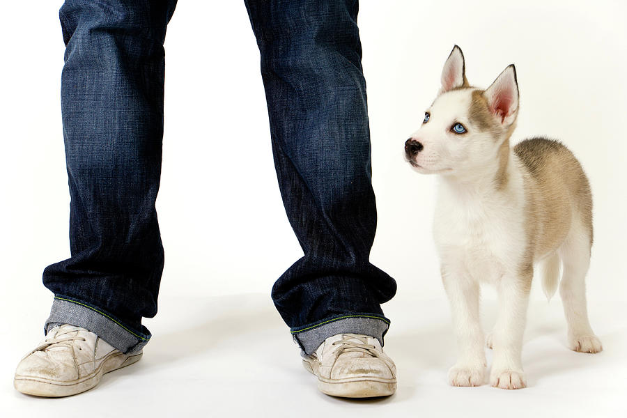 Cute husky puppy and his master on white #1 Photograph by Seeables Visual Arts