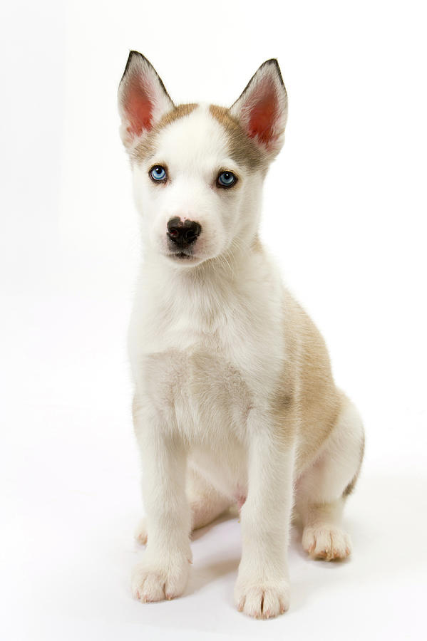 Cute husky puppy #1 Photograph by Seeables Visual Arts