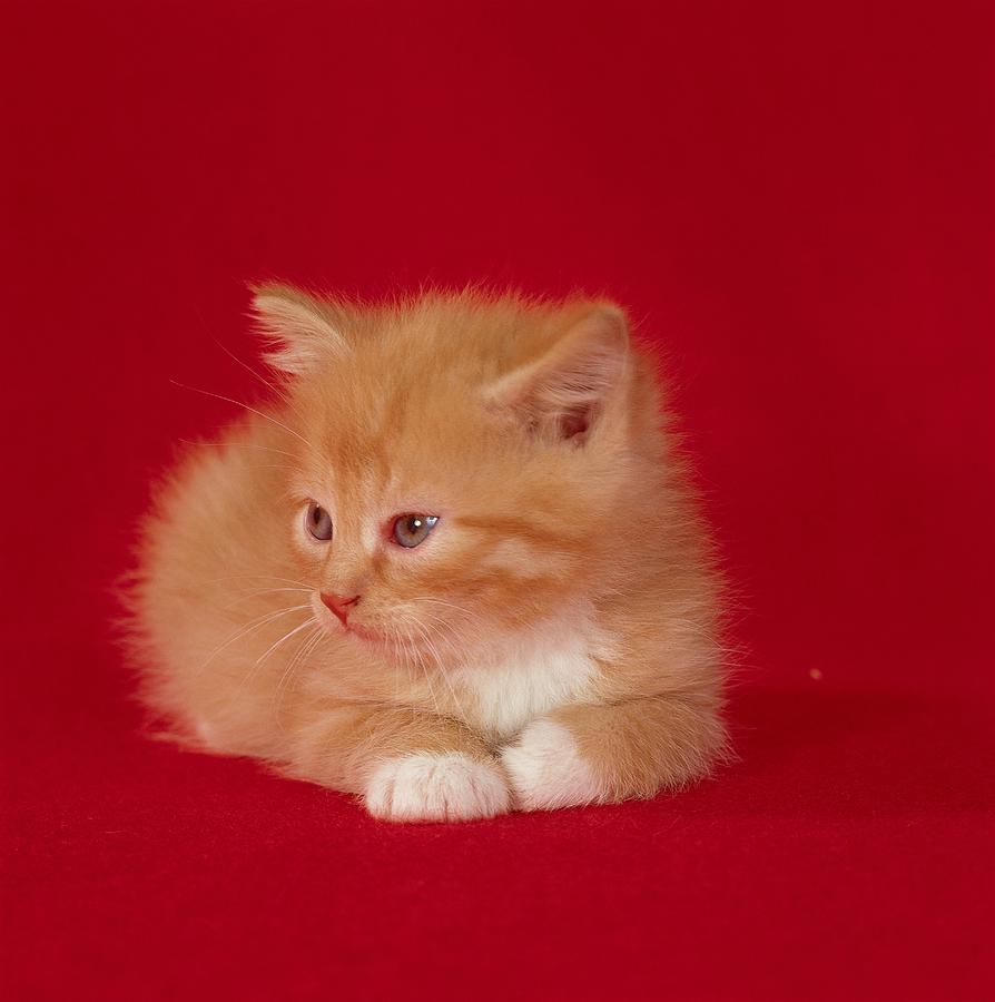Cute Kitten #1 Digital Art by Hp Huber