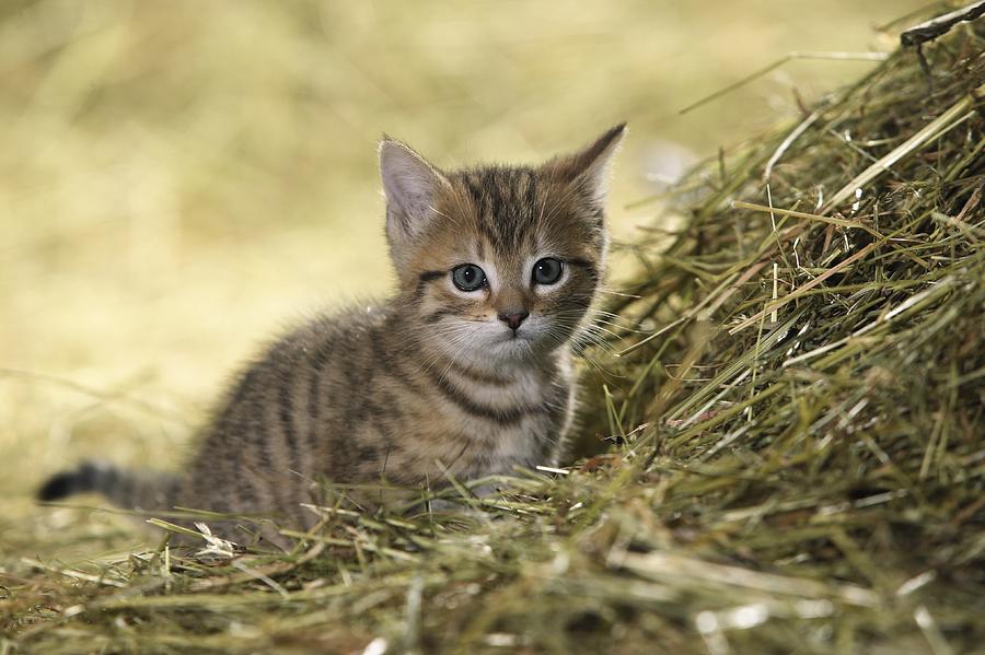Cute Kitten #1 Digital Art by Oliver Giel