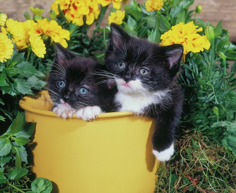 Cute Kittens #1 Digital Art by Robert Maier