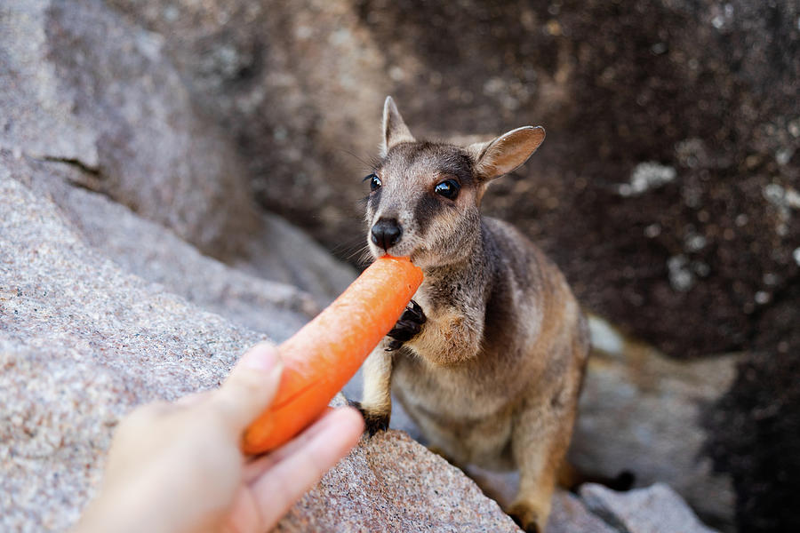 Wildlife Photograph - Cute Wallaby Eating Carrot On A Rock In Magnetic Island, Australia #1 by Cavan Images
