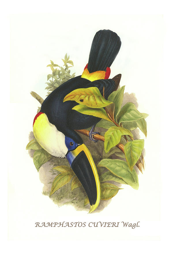 Cuviers Toucan #1 Painting by John Gould