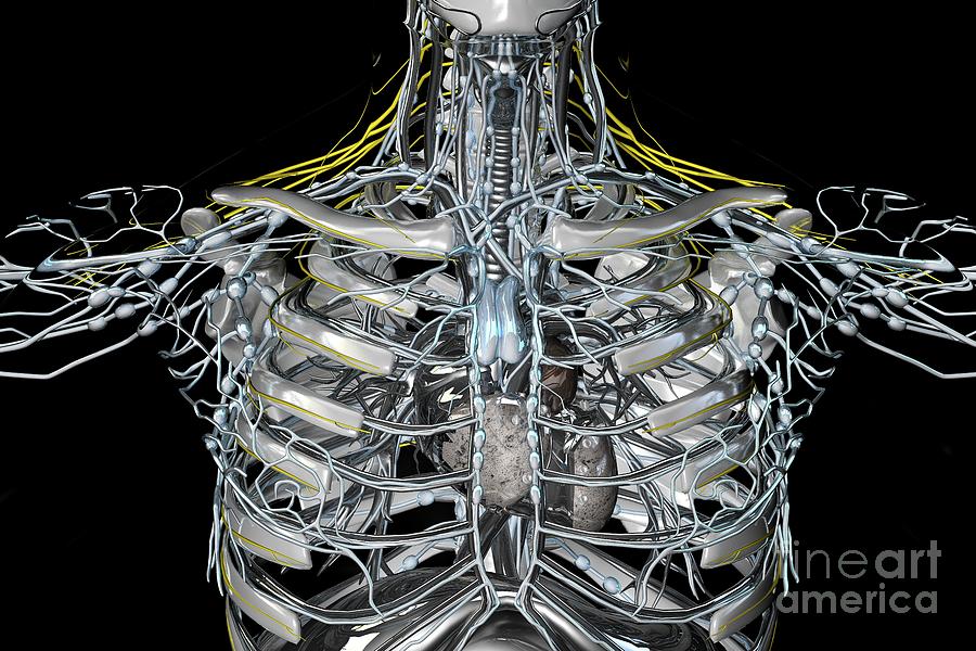 Cybernetic And Human Structures #1 Photograph by Ella Maru Studio/science Photo Library