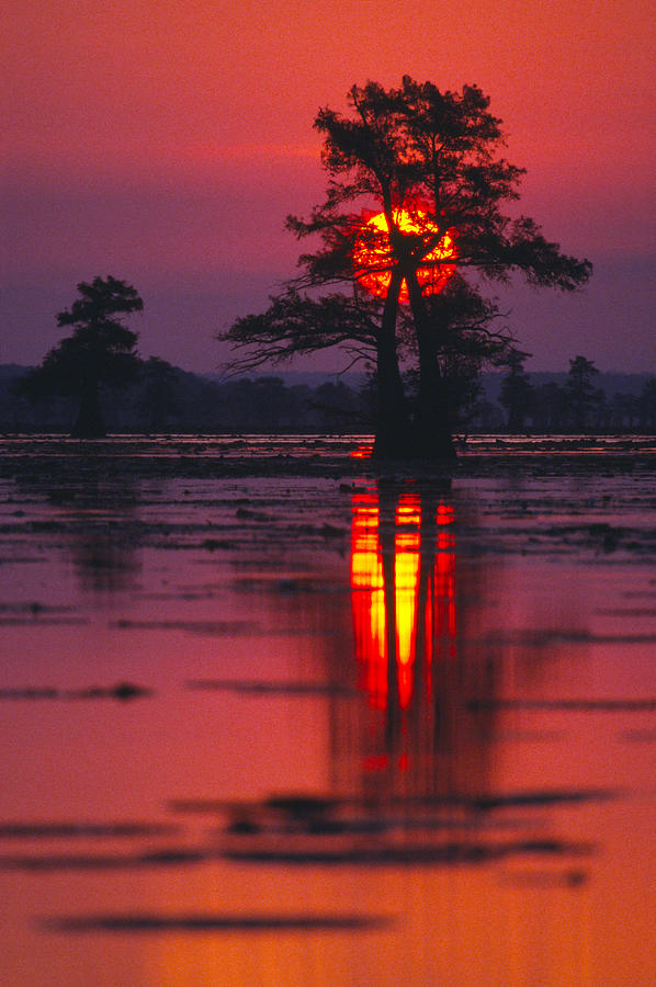Cypress Swamp At Sunrise. Caddo Lake #1 Photograph by Diane Miller