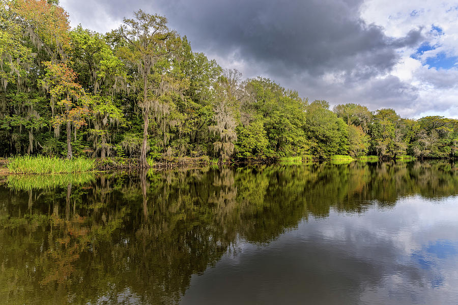 Cypress Trees And Spanish Moss Lining Photograph by Adam Jones - Fine ...