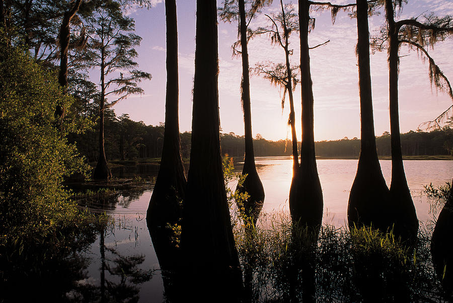 Cypress Trees In Lake Bradford Region #1 Photograph by Comstock