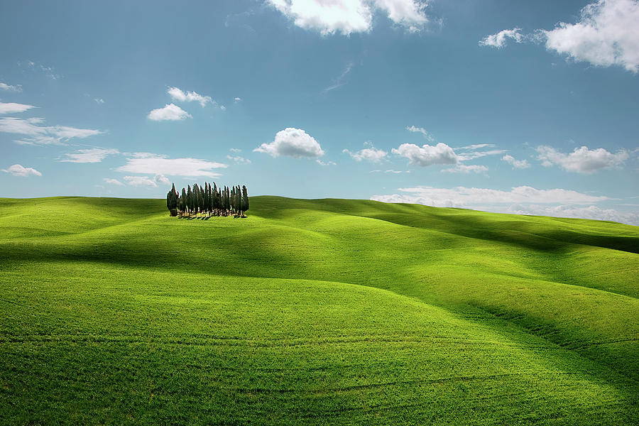 Cypresses #1 Photograph by Bruno Ehrs