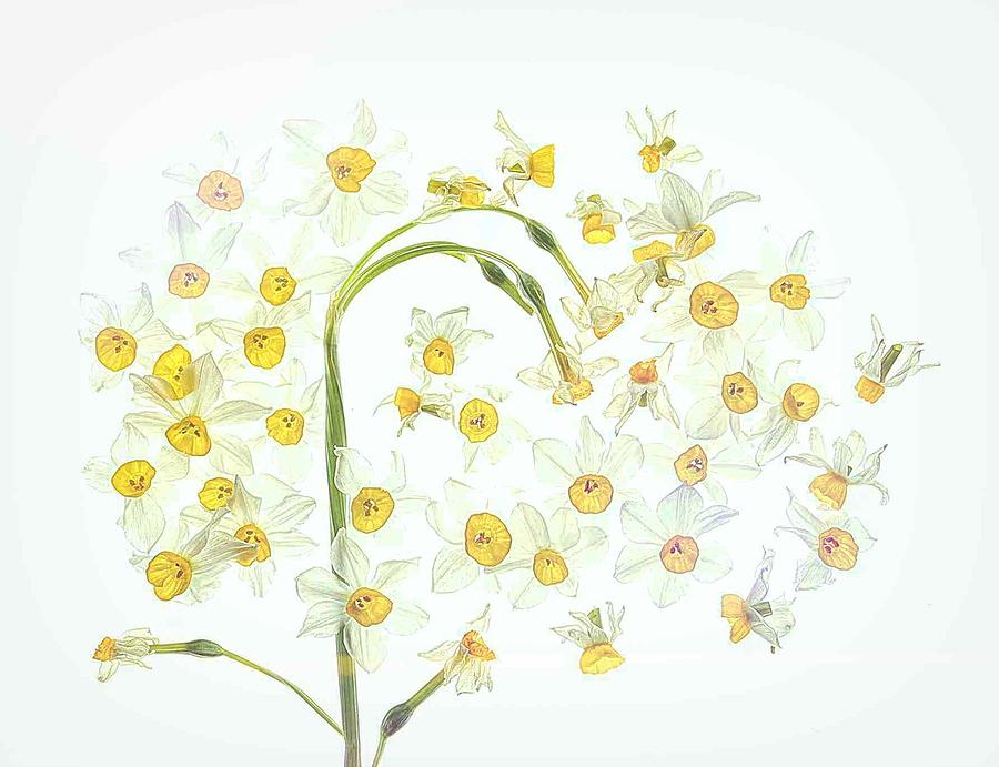 Flower Photograph - Daffodil Garden #1 by Fangping Zhou