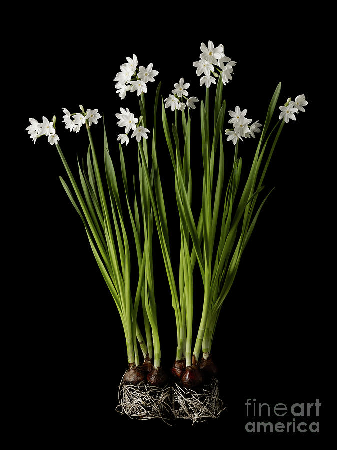 Daffodil Plant On Black Background #1 Photograph by William Turner