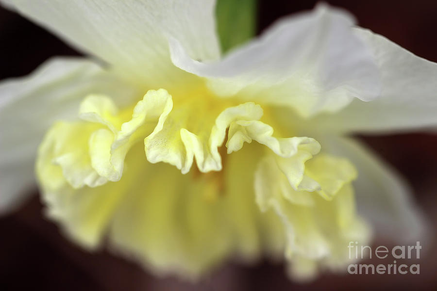 Daffodil Ruffles #1 Photograph by Karen Adams