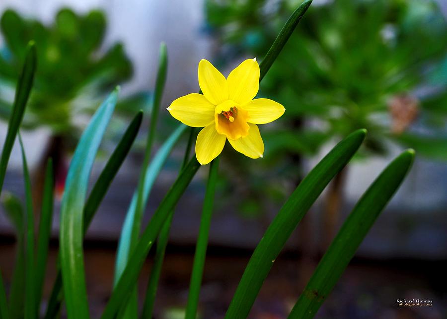 Daffodil Yellow Miniature #2 Photograph by Richard Thomas
