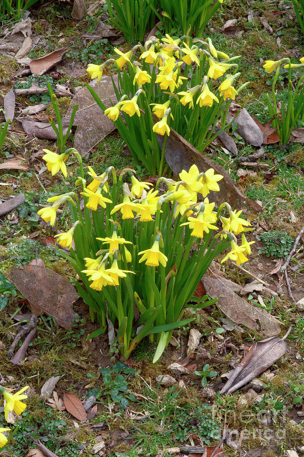 Daffodils (narcissus Sp.) #1 Photograph by Dr Keith Wheeler/science Photo Library