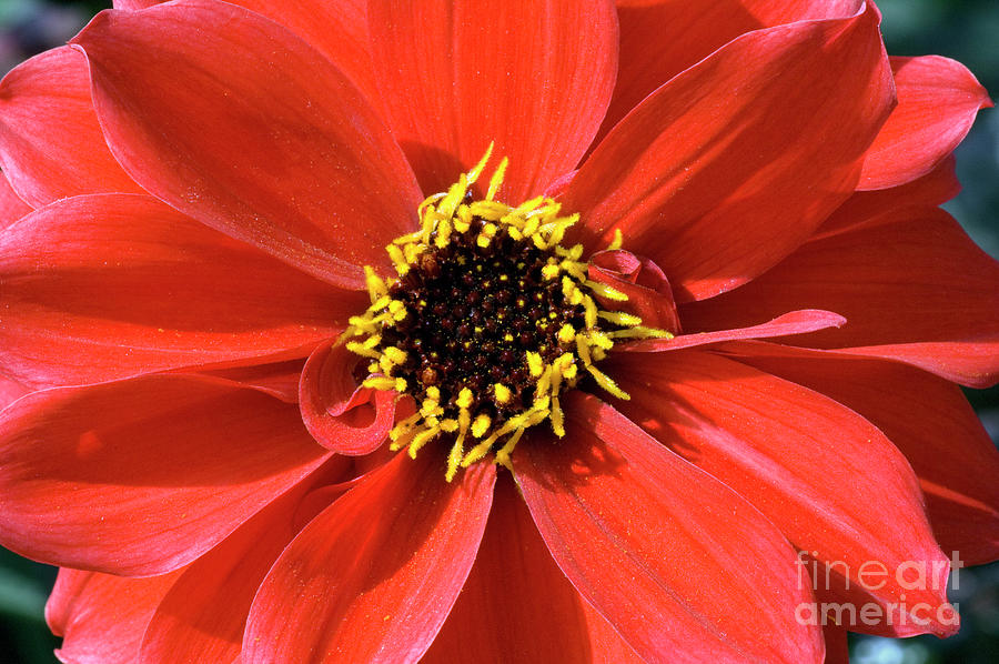 Dahlia 'bishop Of Llandaff' Photograph by Royal Botanic Garden ...