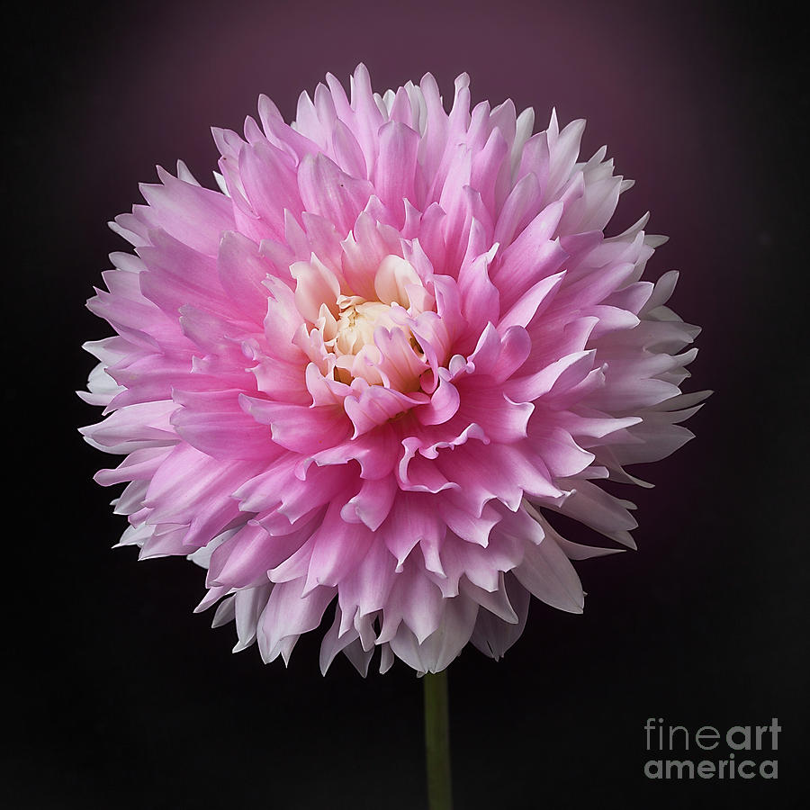 Dahlia Chilsons Pride #1 Photograph by Ann Jacobson