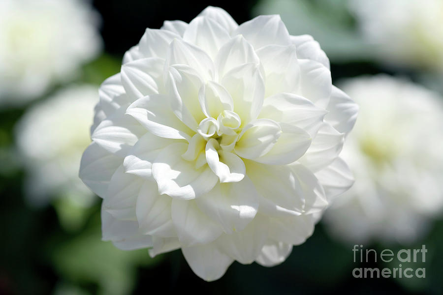 Dahlia Dahlietta Series grace #1 Photograph by Science Photo Library Dahlia Dahlietta Series grace #1 Photograph by Science Photo Library