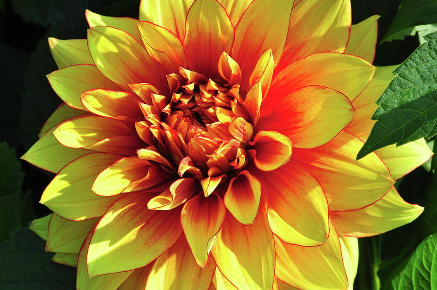 Dahlia Flower #1 Digital Art by Zoom