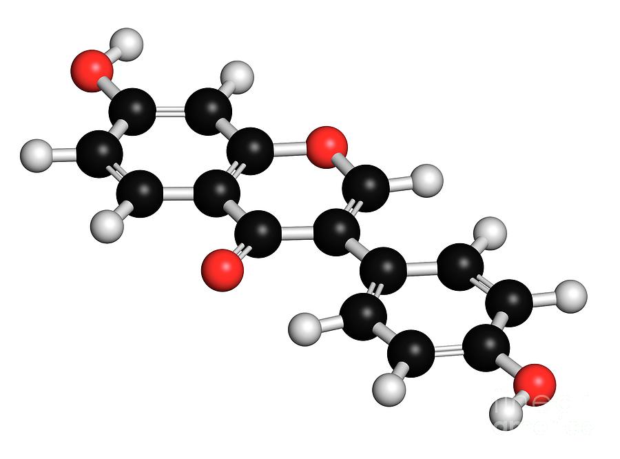 Soybean Photograph - Daidzein Isoflavone Molecule #1 by Molekuul/science Photo Library