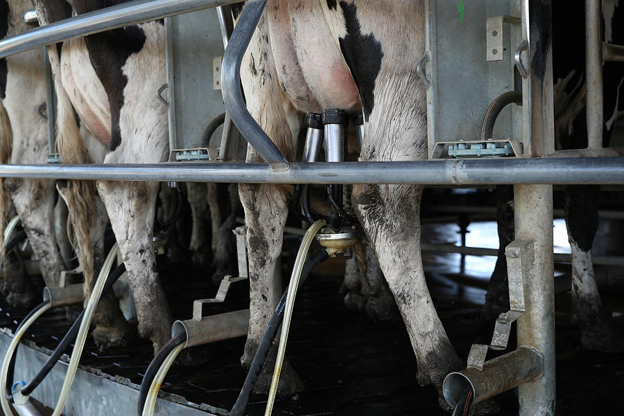 Dairy Cows Are Milked Photograph by Loren Elliott - Fine Art America