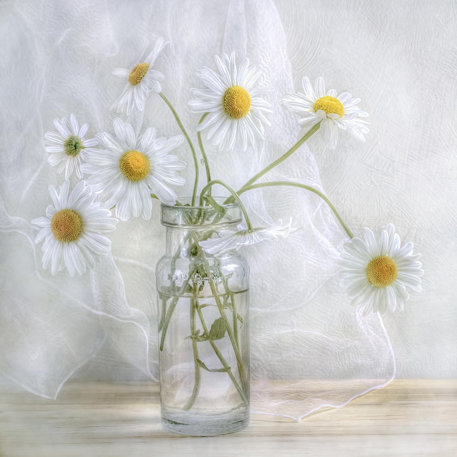 Daisy Photograph - Daisies #1 by Mandy Disher