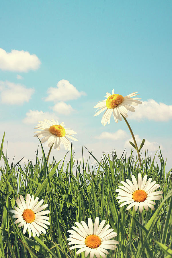 Daisies on a blue sky background #1 Photograph by Ethiriel Photography