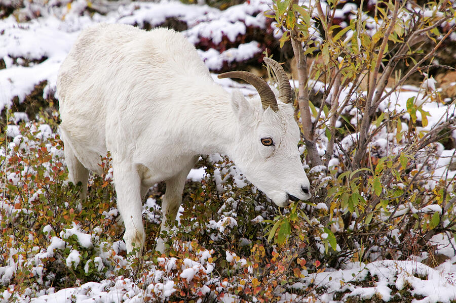 Dalls Sheep Grazing On The Tundra In Autumn, Denali #1 Photograph by Ashley Cooper / Naturepl.com Dalls Sheep Grazing On The Tundra In Autumn, Denali #1 Photograph by Ashley Cooper / Naturepl.com