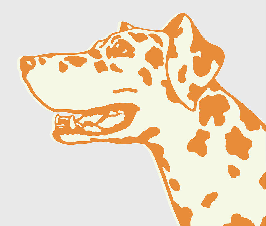 Vintage Drawing - Dalmatian Dog #1 by CSA Images