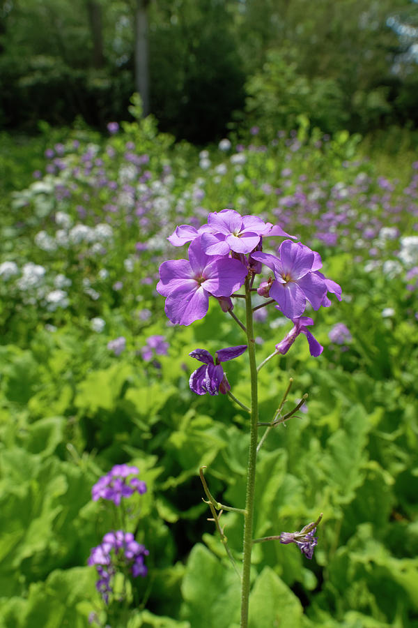 Dame's Violet / Dame's Rocket Flowering At Woodland Edge #1 Photograph ...