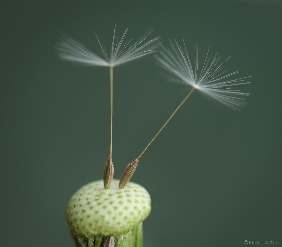 Spring Photograph - Dandelion Seed #1 by Bess Hamiti