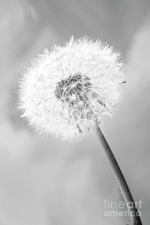 Nature Photograph - Dandelion Seeds on Flower Head-Black and White #1 by Donald Erickson