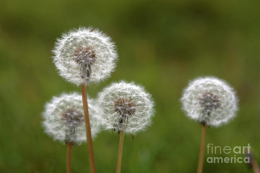 Dandelions (taraxacum Officinale) #1 Photograph by Dr Keith Wheeler/science Photo Library