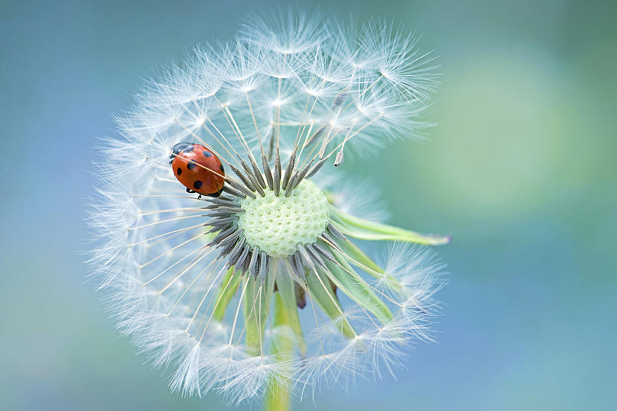 Ladybug Photograph - Dandy Lady #1 by Jacky Parker