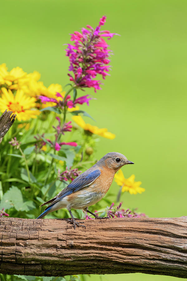 Eastern Bluebird Photograph - Danita Delimont,eastern #1 by Richard and Susan
